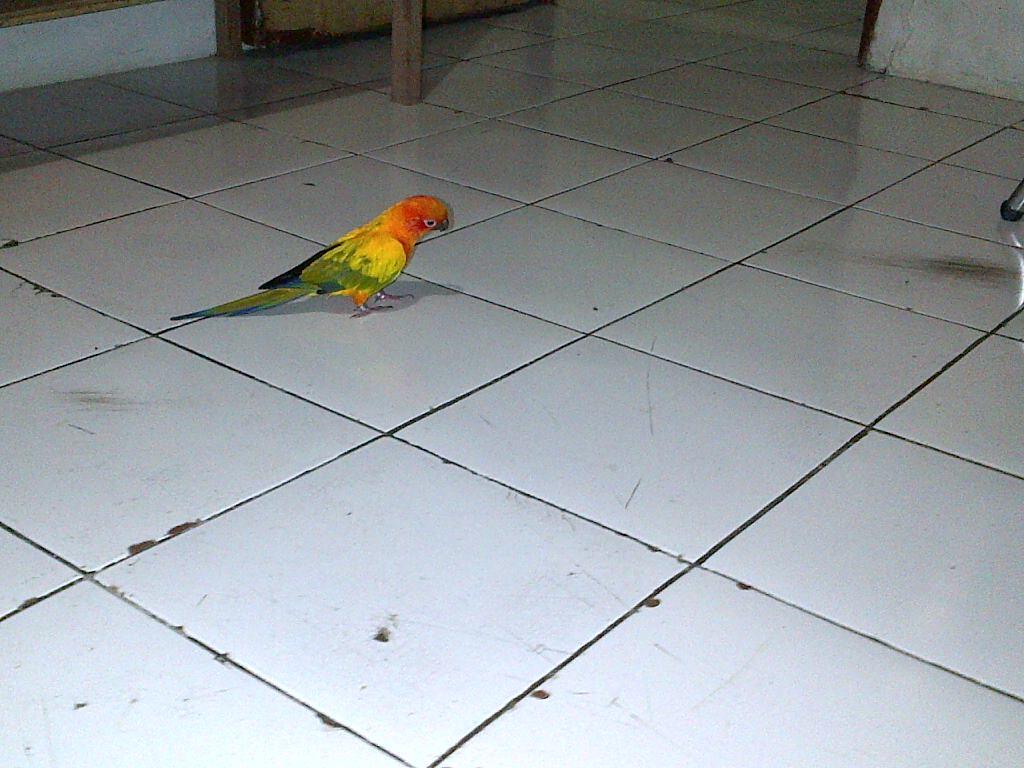 JUAL BURUNG PARUH BENGKOK SUN CONURE