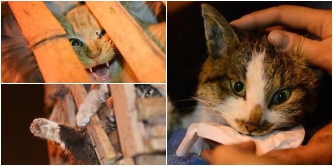 Kejam, Ratusan Kucing Ini Akan Dijadikan Masakan Restoran