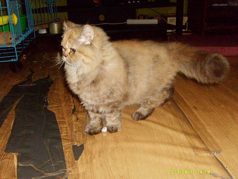 Terjual kucing persia flatnose betina 5 bulan  KASKUS
