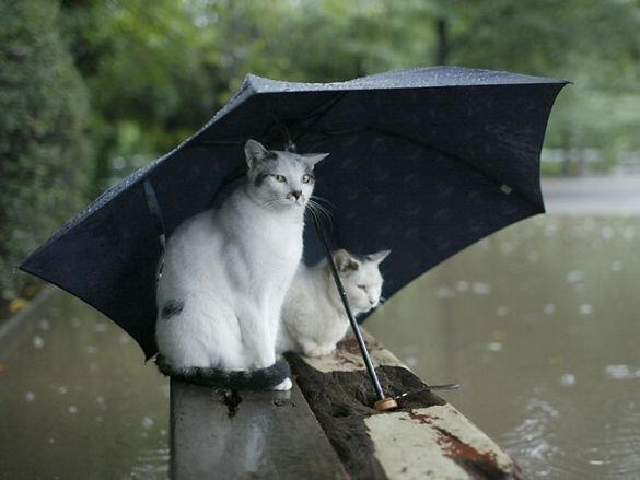 Banjir?? santai aja :D