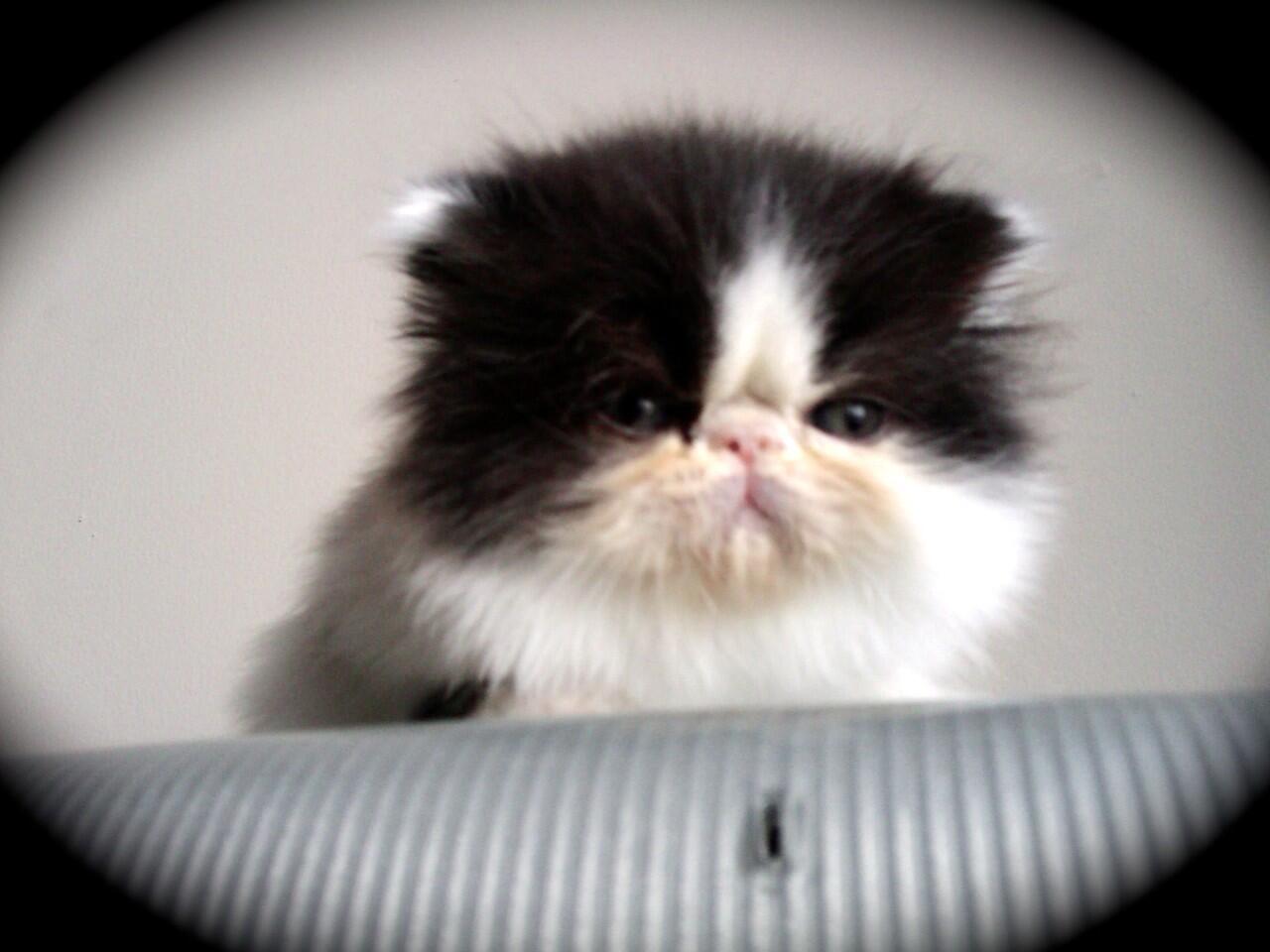 jual kucing peaknose jantan (kitten)