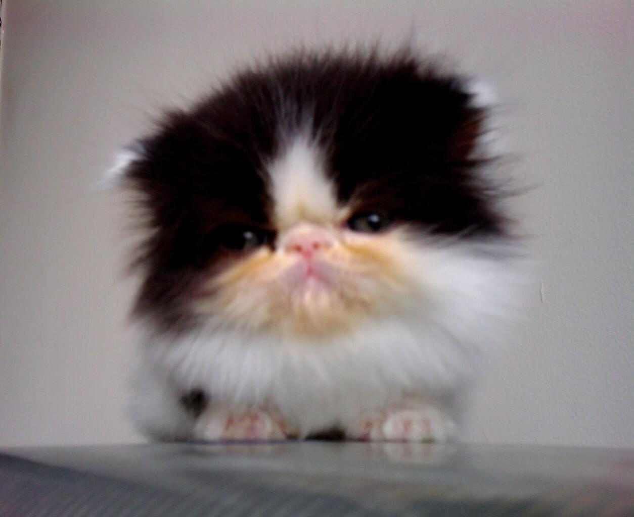 jual kucing peaknose jantan (kitten)