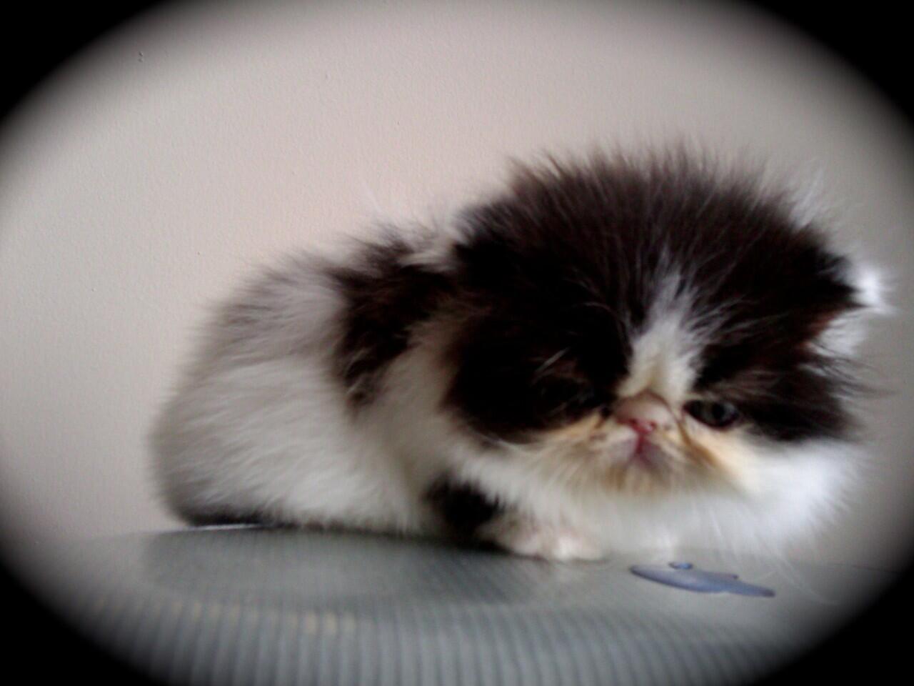 jual kucing peaknose jantan (kitten)
