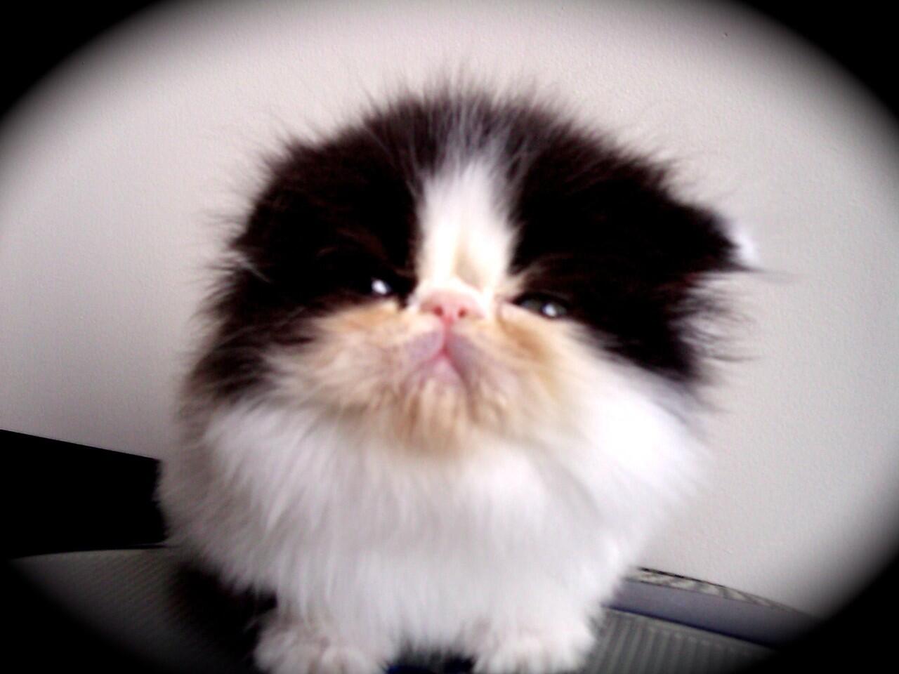 jual kucing peaknose jantan (kitten)