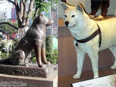 Kisah Para Anjing Terkenal di Jepang