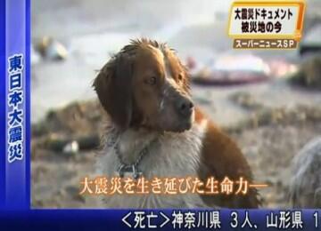 Kisah Para Anjing Terkenal di Jepang