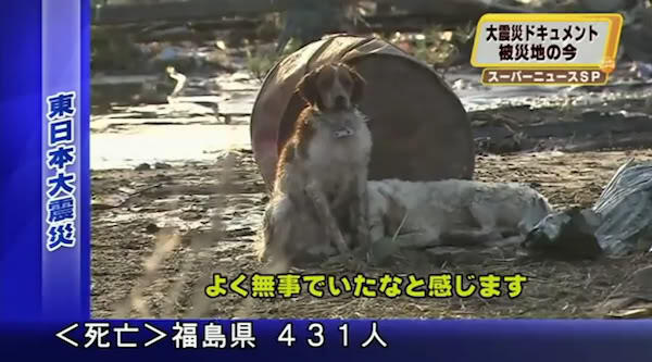 Kisah Para Anjing Terkenal di Jepang