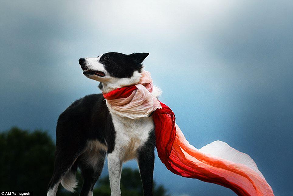 Kisah Para Anjing Terkenal di Jepang