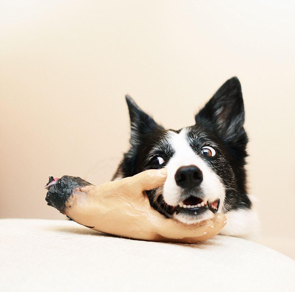 Kisah Para Anjing Terkenal di Jepang