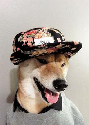 &#91;Woow&#93; Model Anjing ini Menjadi Icon Fashion Pria Gan &#91;+Pic&#93;