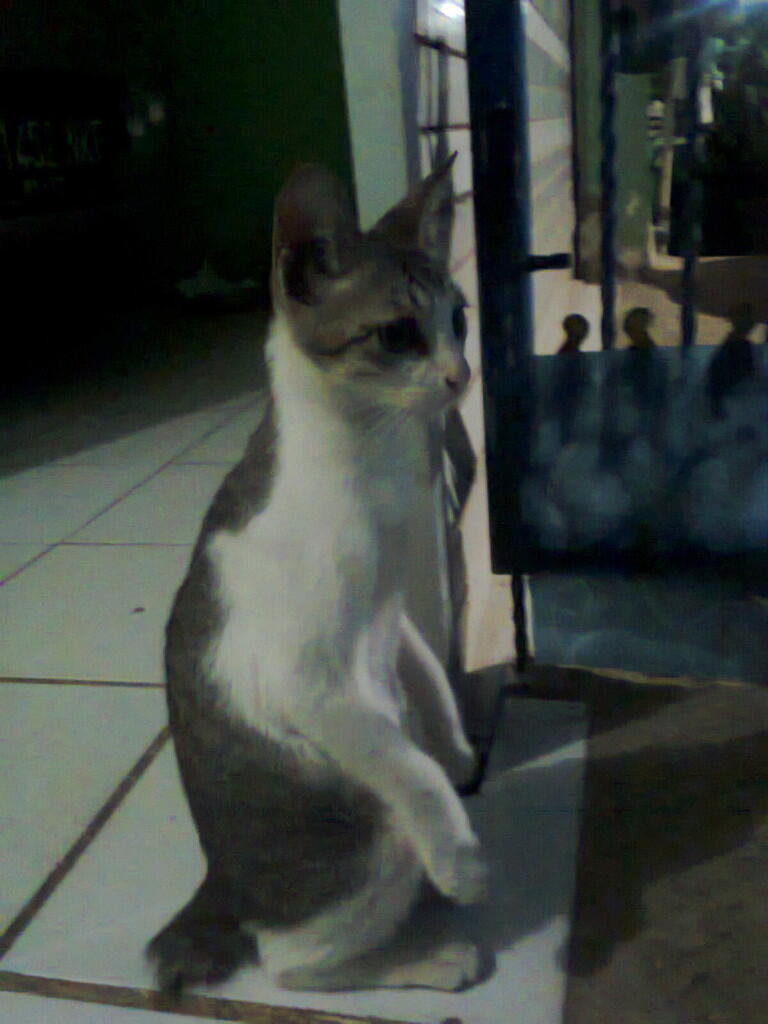 Sedihnya Ditinggal Mati Kucing Kesayangan