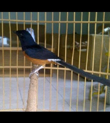 dijual murai batu asli medan