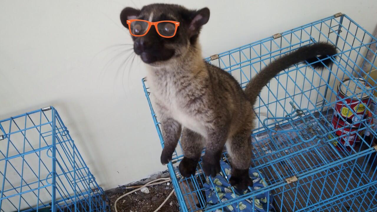 Musang Akar, Musang Lemur asli Indonesia!