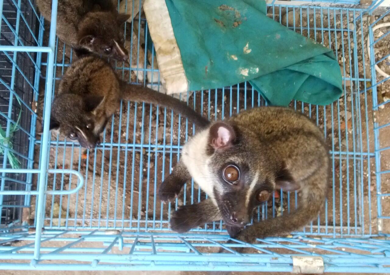 Musang Akar, Musang Lemur asli Indonesia!