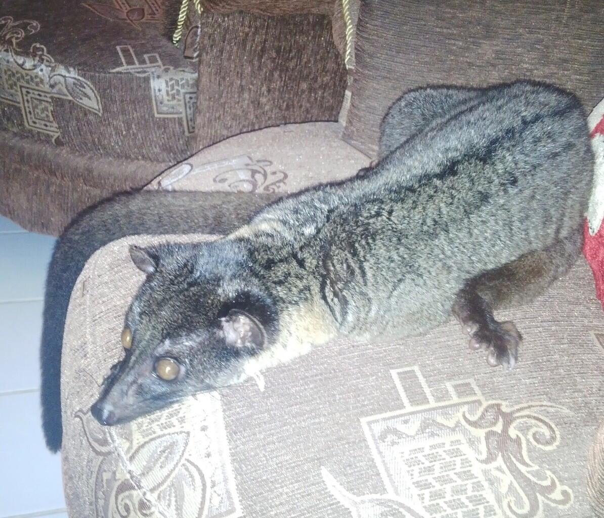 Musang Akar, Musang Lemur asli Indonesia!