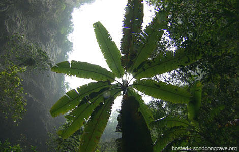 Mengenal " Son Doong Cave " goa terbesar di dunia !