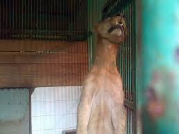 SINGA GANTUNG DIRI KARENA SAKING STRESS-NYA HIDUP DI INDONESIA YANG PENUH KORUPSI!!