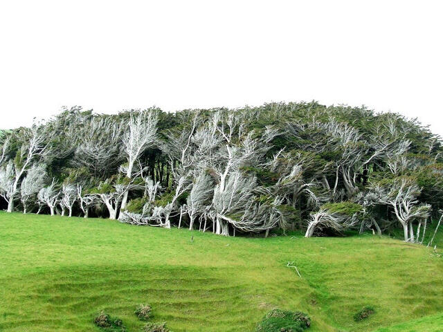 Pohon-Pohon yang Sujud di Slope Point