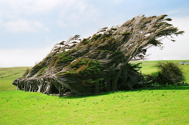 Pohon-Pohon yang Sujud di Slope Point