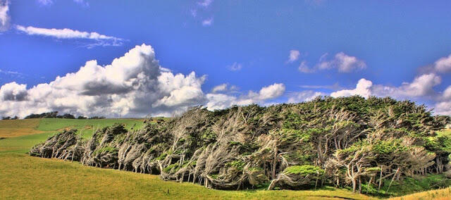 Pohon-Pohon yang Sujud di Slope Point