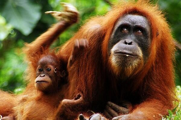 Spesies Yang Paling Terancam Punah, 2 Dari Indonesia