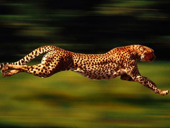 10 binatang darat tercepat di dunia