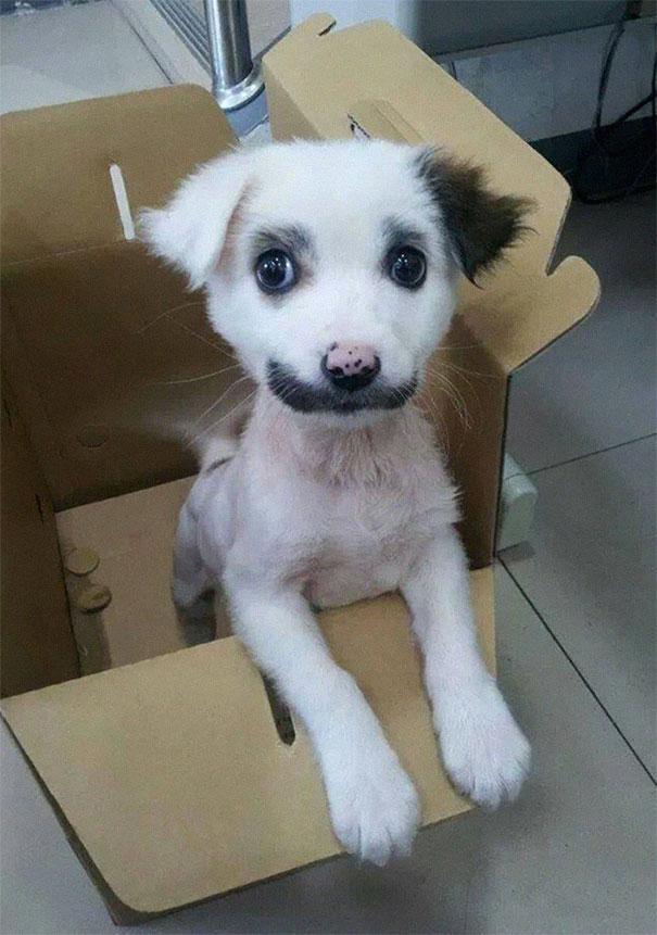 15 Hewan dengan Kumis Paling Keren