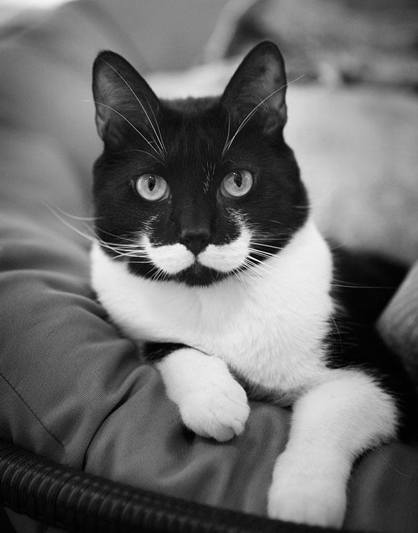 15 Hewan dengan Kumis Paling Keren