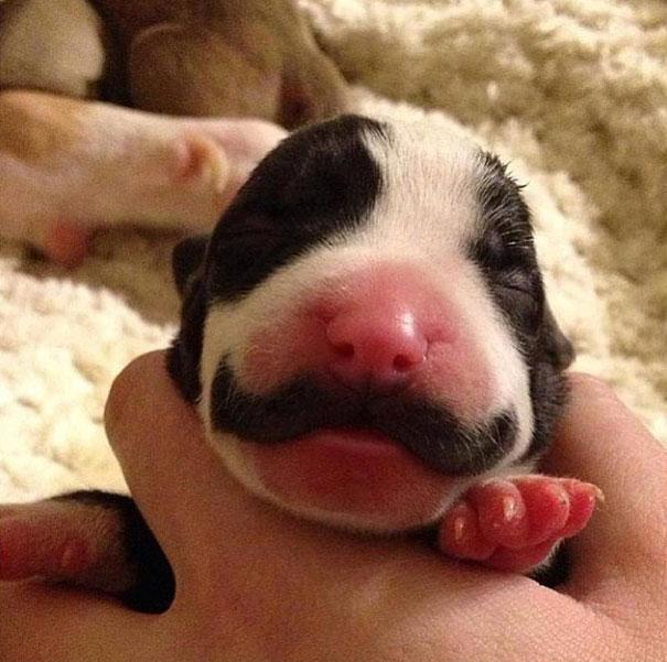 15 Hewan dengan Kumis Paling Keren