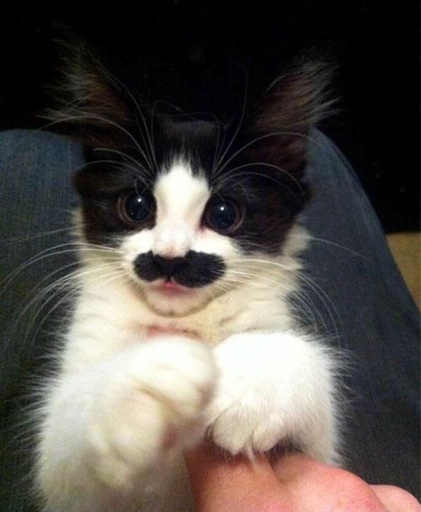 15 Hewan dengan Kumis Paling Keren