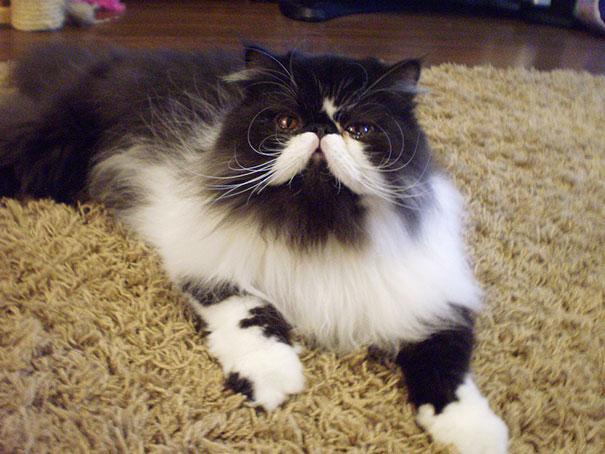 15 Hewan dengan Kumis Paling Keren