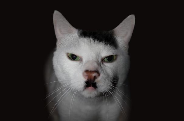 15 Hewan dengan Kumis Paling Keren
