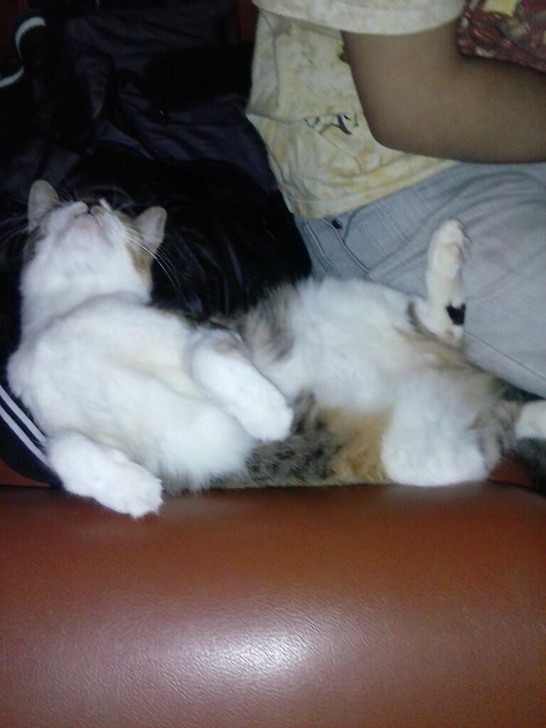 &quot;Ssstttt...Jangan Berisik..! Aku lagi tidur nih..&quot; Cat Lovers silahkan Masuk..