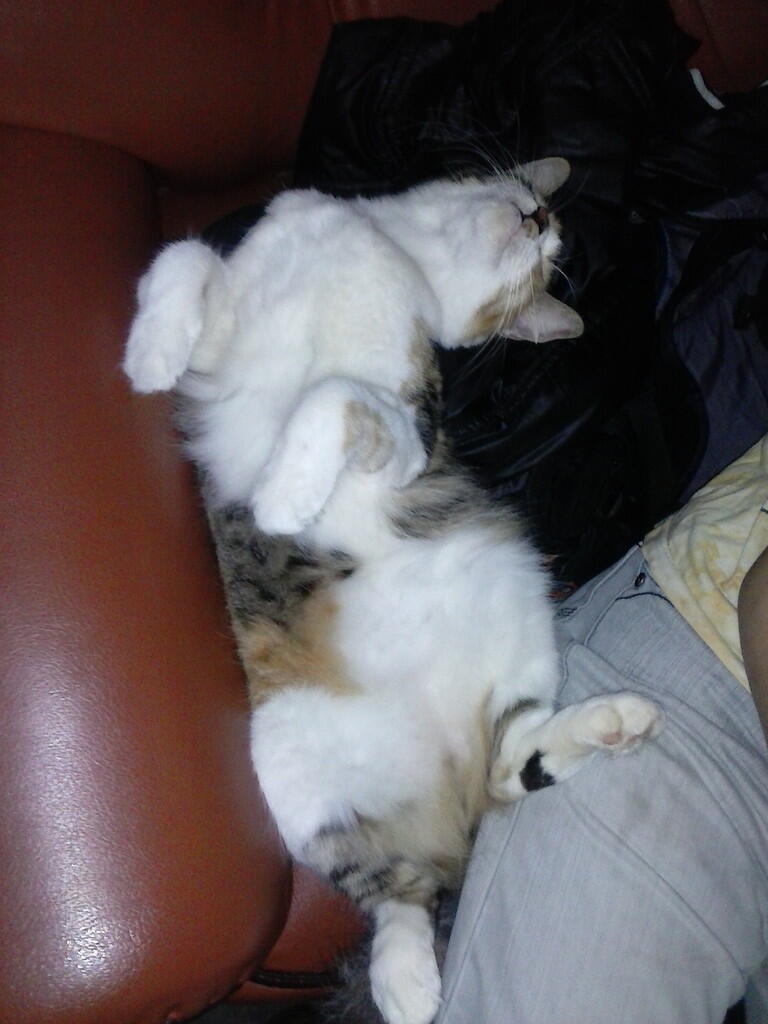 &quot;Ssstttt...Jangan Berisik..! Aku lagi tidur nih..&quot; Cat Lovers silahkan Masuk..