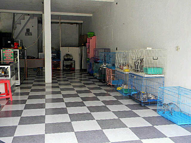 Penitipan dan Grooming Kucing Antar Jemput Jogja