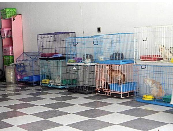 Penitipan dan Grooming Kucing Antar Jemput Jogja