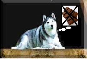 coklat dapat membunuh anjing