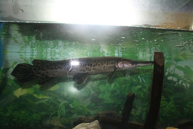 Makanan Ikan Aligator