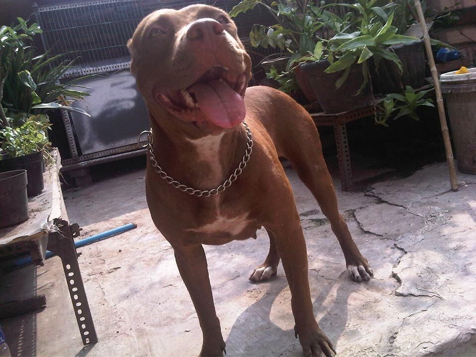 Sisi lain dari American Pitbull Terrier(pitbull)