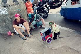 Urbanisasi, Bukan Cuma Manusia Gan, Mereka juga