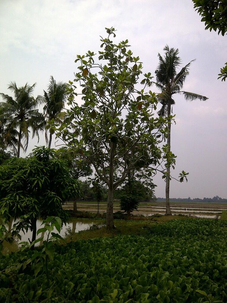 JUAL TANAH 3765m, KARAWANG, PINGGIR JALAN