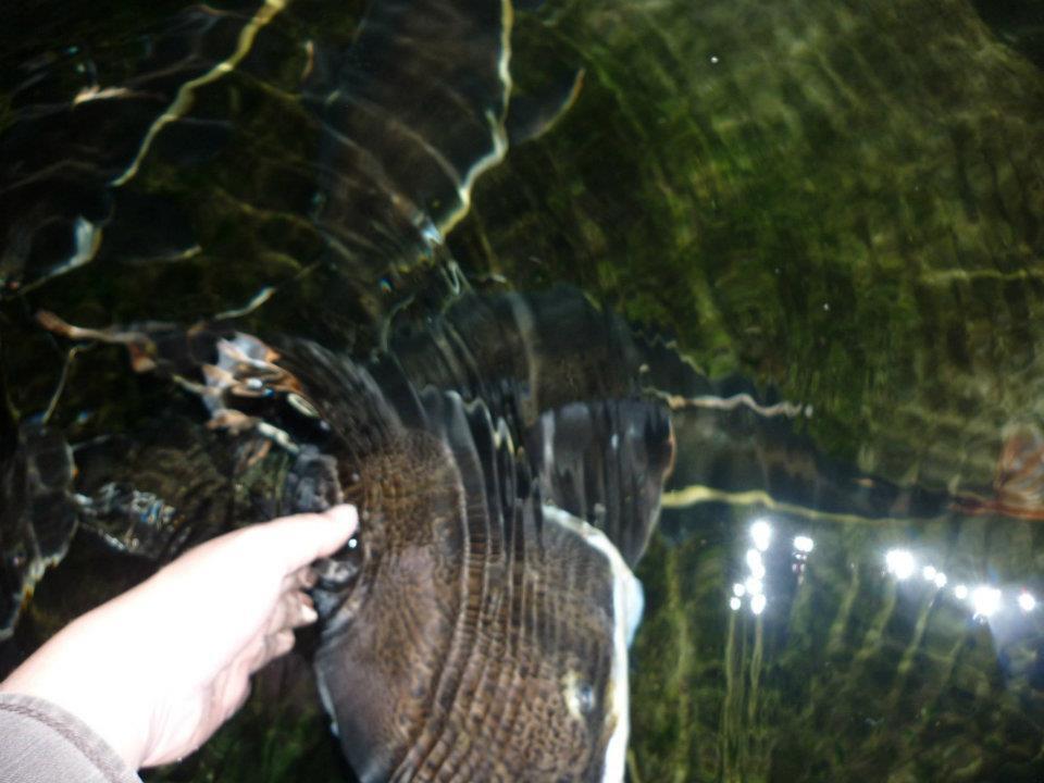 Ikan Red Tail Catfish uk 50cm-60cm Yogyakarta