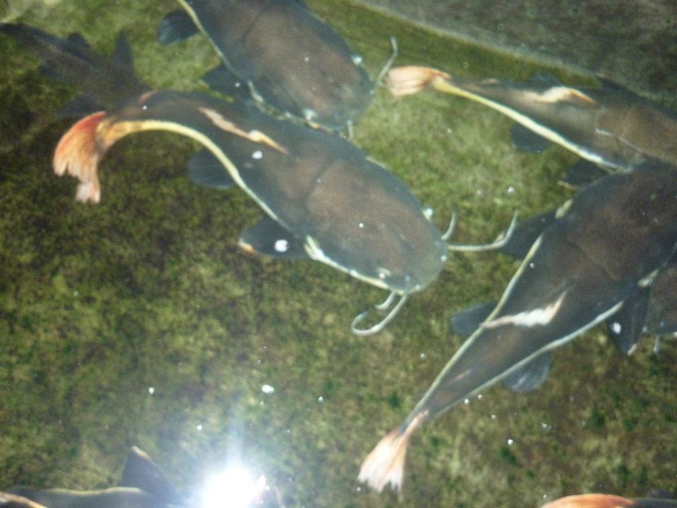 Ikan Red Tail Catfish uk 50cm-60cm Yogyakarta