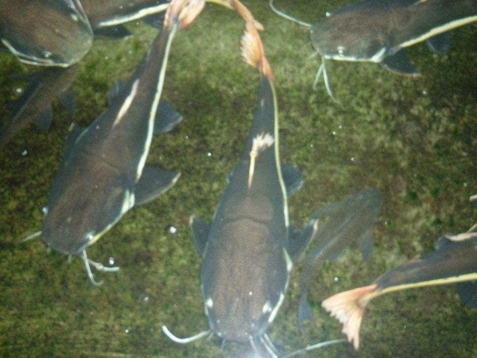 Ikan Red Tail Catfish uk 50cm-60cm Yogyakarta