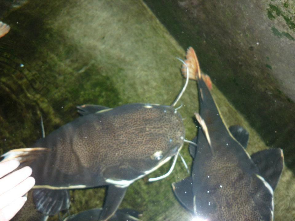 Ikan Red Tail Catfish uk 50cm-60cm Yogyakarta