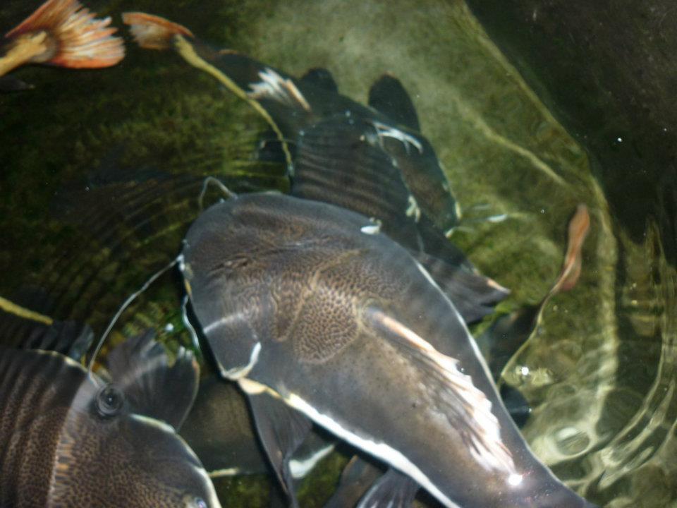 Ikan Red Tail Catfish uk 50cm-60cm Yogyakarta