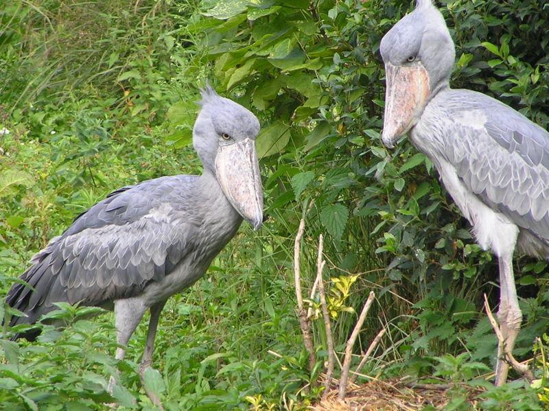 Yakin Pernah Liat 'Burung' yang Ini Gan? Yuk Intip!