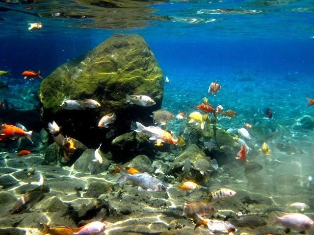 Gak Perlu ke Bunaken, Snorkeling Umbul Ponggok Klaten Menggoda