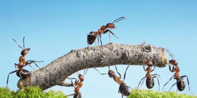 Balasan Dari 10 Binatang Tercerdas Di Bumi Kaskus