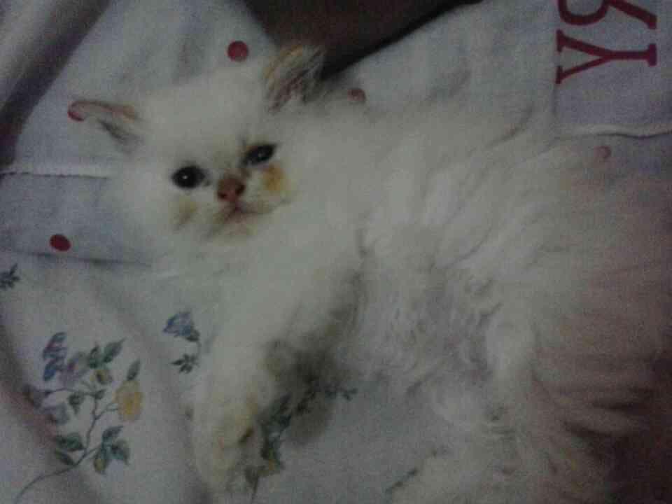 KITTEN PERSIA